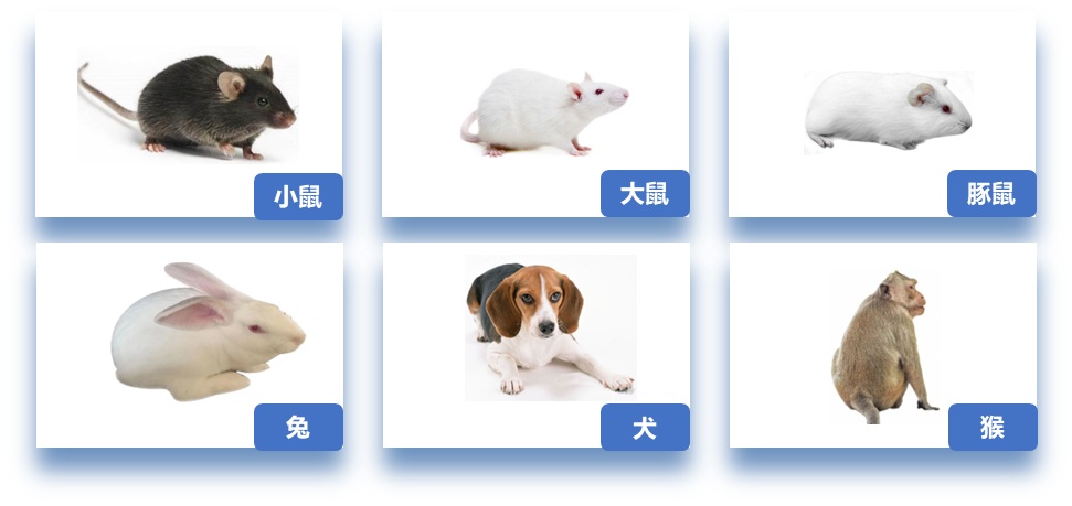 实验动物寄养